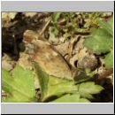 Pararge aegeria - Waldbrettspiel 09.jpg